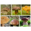 Zestaw grzybów pod sosny - 6 gatunków - grzybnia