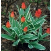 Tulipan Praestans Unicum - opak. 5 szt.