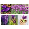 Zestaw kwiatów w kolorze fioletowym - 5 gatunków