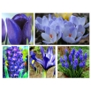 Zestaw kwiatów w kolorze niebieskim - 5 gatunków