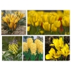 Zestaw kwiatów w kolorze żółtym - 5 gatunków