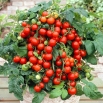 Pomidor Maskotka - koktajlowy, niski - NASIONA OTOCZKOWANE