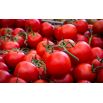 Pomidor Alka - gruntowy, siew do gruntu - NASIONA OTOCZKOWANE