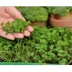 Microgreens - Brokuł - młode listki o unikalnym smaku