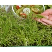 Microgreens - Cebula siedmiolatka - młode listki o unikalnym smaku