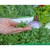 Microgreens - Jarmuż zielony - młode listki o unikalnym smaku