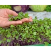 Microgreens - Kalarepa - młode listki o unikalnym smaku