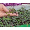 Microgreens - Kapusta głowiasta czerwona - młode listki o unikalnym smaku