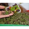 Microgreens - Pachnotka zwyczajna fioletowa - młode listki o unikalnym smaku