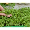Microgreens - Rokietta siewna - młode listki o unikalnym smaku