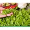 Microgreens - Sałata zielona - młode listki o unikalnym smaku