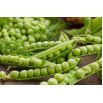 BIO Groch siewny łuskowy Progress 9 - Certyfikowane nasiona ekologiczne