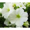 Petunia wielkokwiatowa - biała