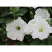 Petunia wielkokwiatowa - biała