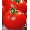 Pomidor Sabała - gruntowy o zwartej, krępej budowie