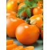Pomidor Akron - szklarniowy, tunelowy, pomarańczowo-czerwony