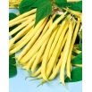 Fasola Sonesta - szparagowa żółta, bardzo smaczna i odporna