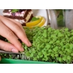 Microgreens - Bazylia cytrynowa Mrs. Burns - młode listki o unikalnym smaku