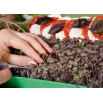 Microgreens - Bazylia właściwa czerwona Dark Opal - młode listki o unikalnym smaku