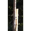 Tyczki bambusowe - 12-14 mm / 75 cm - 5 szt.