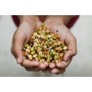 Nasiona na kiełki - Mieszanka łagodna - 250 gram