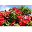 Petunia ogrodowa - Kaskada czerwona - Superkaskadia