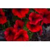 Petunia ogrodowa - Kaskada czerwona - Superkaskadia