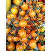 Pomidor Cytrynek Groniasty - drobny, żółty, nawet 75 pomidorków w jednym gronie!