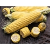 Kukurydza cukrowa Ammonia - średnio wczesna, do bezpośredniego spożycia i na przetwory
