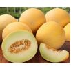 Melon Masada - jedna z najsmaczniejszych odmian na rynku