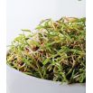 Nasiona na kiełki - Kiełki z dużą ilością witaminy K - Zestaw 12 szt. + Kiełkownica z 3 szalkami