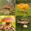 Zestaw grzybów pod dęby i buki + kania - 4 gatunki - grzybnia