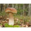 Zestaw grzybów pod drzewa liściaste + kania - 7 gatunków - grzybnia