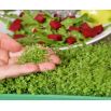 Microgreens - Diablo - Pikantna mieszanka nasion - zestaw 10 szt. + pojemnik do uprawy