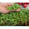 Microgreens - Diablo - Pikantna mieszanka nasion - zestaw 10 szt. + pojemnik do uprawy
