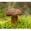 Zestaw grzybów pod świerki + kania - 5 gatunków - grzybnia