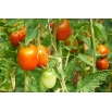 Pomidor Surya - gruntowy, karłowy o podłużnych owocach