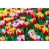Zestaw dwukolorowych tulipanów - biało-czerwony i żółto-czerwony - 50 szt.
