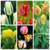 Tulipan zielonokwiatowy - zestaw nietuzinkowych odmian - 50 szt.