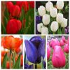 Tulipan - zestaw kolorowych odmian na kwiat cięty - 50 szt.
