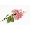 Hortensja bukietowa - Pink Diamond - duża sadzonka