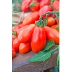 Pomidor Big Mama F1 - szklarniowy, wysoki