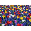 Zestaw kolorowych tulipanów z szafirkiem niebieskim - 50 szt.