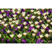 Zestaw - krokus fioletowy i tulipan kremowy - 50 szt.