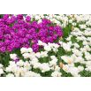 Zestaw tulipanów pełnych - fioletowych i białych - 50 szt.