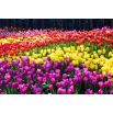 Zestaw tulipanów w kolorze fioletowym, żółtym i pomarańczowym - 45 szt.
