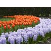 Zestaw - tulipan pomarańczowy i hiacynt niebieski - 29 szt.