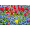 Tulipan czerwony i niezapominajka alpejska niebieska - zestaw cebulek i nasion