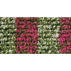 Petunia wielkokwiatowa - różowa i biała - zestaw 2 odmian nasion kwiatów