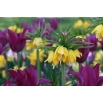 Zestaw - korona cesarska żółta i tulipan fioletowy - 18 szt.